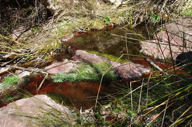 Barranco del Agua Negra (Bocairent) con perro en Valencia