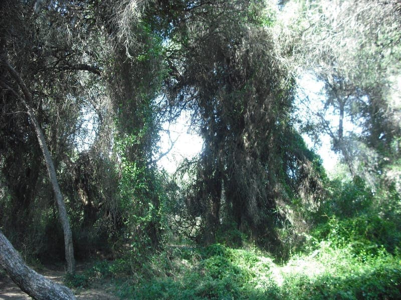 Ruta Albufera – Dehesa del Saler con perro en Valencia