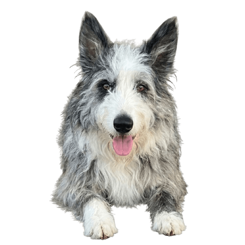 Nala — la perrita de las rutas