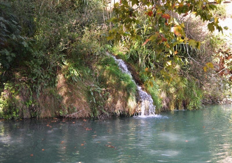 Gorgo de la Escalera (Anna) con perro en Valencia